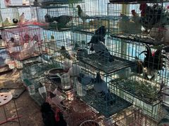 -中环花鸟鱼虫市场