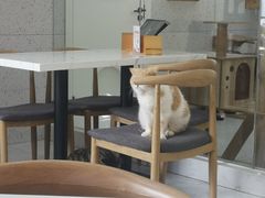 -喵园·猫主题咖啡厅·撸猫·猫咖(国贸店)