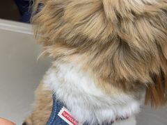 -爱妮康宠物医院·干细胞免疫细胞·肿瘤·心脏(张江店)