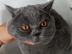-瑞派长江宠物医院·猫科·外科·24小时夜护(谊城公寓分院)