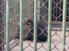 -合肥野生动物园