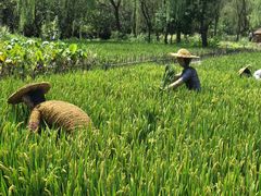 -溱湖国家湿地公园