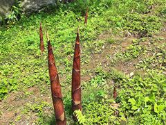 -都江堰中华大熊猫苑