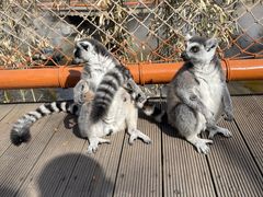 -北京野生动物园