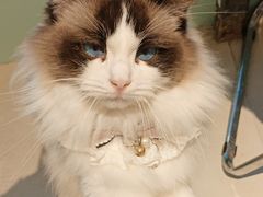 -怪兽屋·羊驼·猫咖·狗咖(俊华广场店)