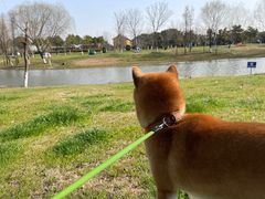 -贡湖湾湿地公园