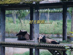 -中国大熊猫保护研究中心雅安碧峰峡基地
