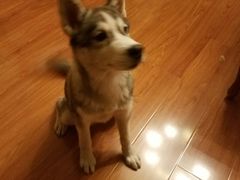 -芭比堂动物医院·犬猫全科·异宠专科(雁塔分院)