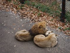 -大连森林动物园