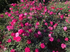 -人民公园(罗湖区)