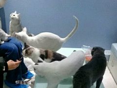 -喵的天空名猫咖啡馆·撸猫·猫舍·用品