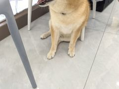 -宠颐生猫科·内科皮肤科(西平世纪城店)