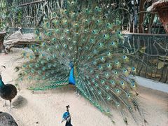 -呀路古热带植物园