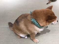 -逗柴咖啡屋·狗咖猫咖宠物桌游