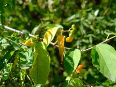 -北京西山国家森林公园