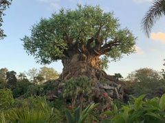 -奥兰多迪士尼动物王国乐园