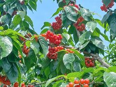 -樱桃山旅游景区