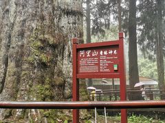 -阿里山神木遗迹