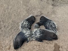 -鄂尔多斯野生动物园