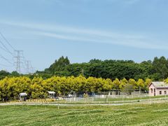 -紫颐香薰山谷景区