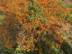 -漩门湾国家湿地公园