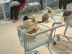 -怪兽屋·羊驼·猫咖·狗咖(俊华广场店)