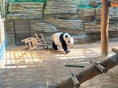-西霞口神雕山野生动物世界