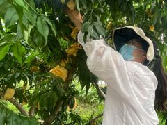 -老袁家蜜桃农场·阳山水蜜桃