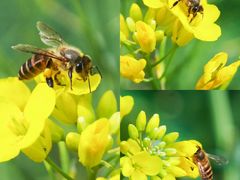 -扁都口生态休闲旅游区