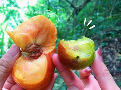 -梧桐山风景名胜区