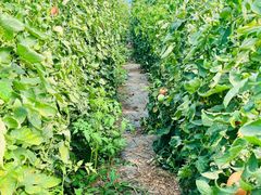 -庞各庄翠芳园西瓜蔬菜基地采摘园