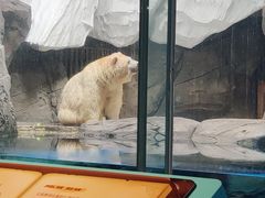 -海合安武汉极地海洋公园