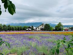 -富田农场