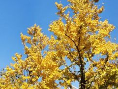 -新虹桥中心花园