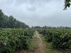 -汉长安城未央宫国家考古遗址公园