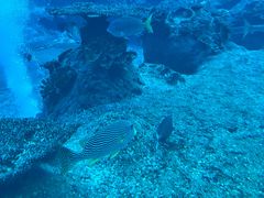 -新加坡海洋生态馆