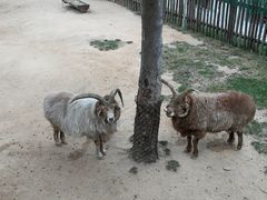 -西霞口神雕山野生动物世界