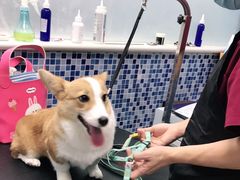 -美联众合爱康动物医院•复杂内科•肿瘤科•牙科•腔镜诊疗中心