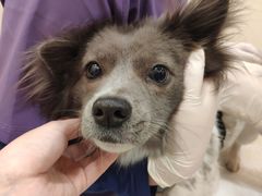 -萌兽医馆·犬猫专科·眼科中心·宠物医院(朝阳门分院)