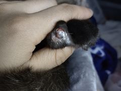 -宠颐生动物医院·心脏科·保险定点(锦阳分院)