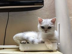 -猫色咖啡·猫咖