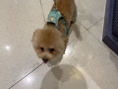 -帕帕拉兹宠物(亚洲旗舰店)