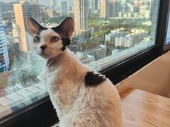 -有喵·猫咖·狗咖·30几只猫10只小狗(岗厦店)
