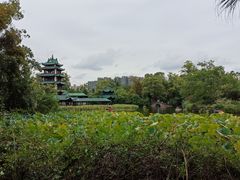 -桂湖森林公园