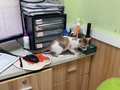 -瑞鹏宠物医院·夜间急症·心超·猫科(祖庙分店)