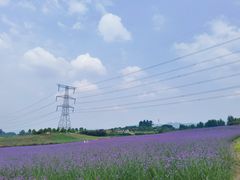 -紫颐香薰山谷景区