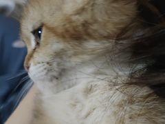 -纳吉亚猫专科动物医院·北北分院