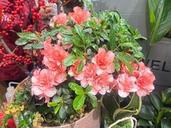 -FEI FEI FLOWER鲜花店·气球派对·宝宝宴布置(虹口德必运动Loft店)