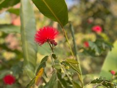 -西双版纳原始森林公园