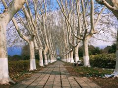 -南京中国近代史遗址博物馆(南京总统府)